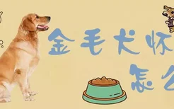 金毛犬怀孕怎么吃