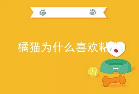 橘猫为什么喜欢粘人