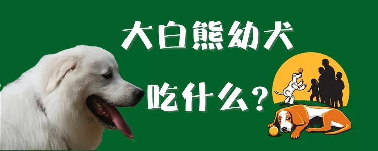 大白熊幼犬吃什么