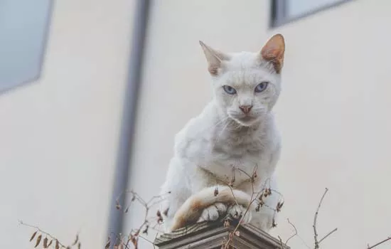 夏天40度猫咪怎么办