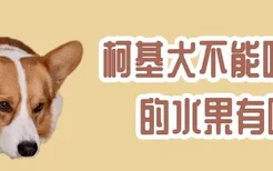 柯基犬不能吃的水果有哪些