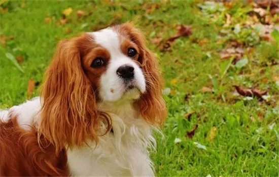 dog-cavalier-king-charles-spaniel-funny-pet-162193_副本.jpg