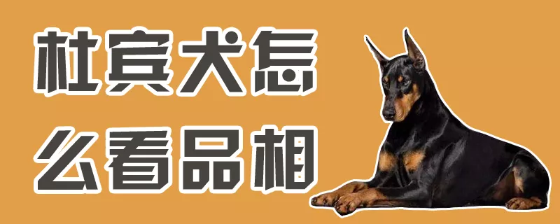 杜宾犬怎么看品相