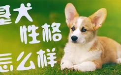 柯基犬性格怎么样