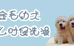 金毛幼犬什么时候洗澡