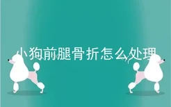 小狗前腿骨折怎么处理