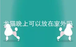 龙猫晚上可以放在室外吗