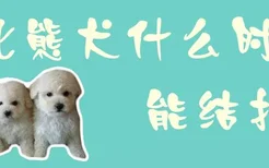 比熊犬什么时候能结扎