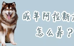 成年阿拉斯加犬怎么养