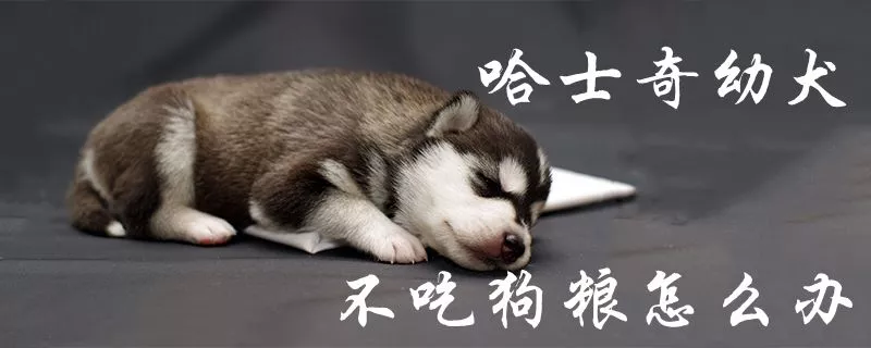 哈士奇幼犬不吃狗粮怎么办1