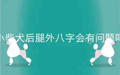 小柴犬后腿外八字会有问题吗