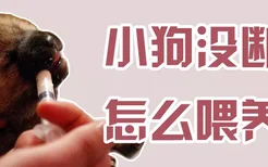 小狗没断奶怎么喂养