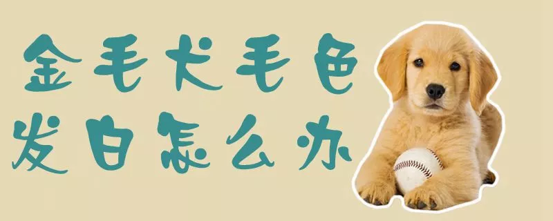 金毛犬毛色发白怎么办1