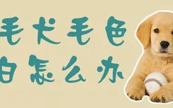 金毛犬毛色发白怎么办