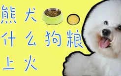 比熊犬吃什么狗粮不上火