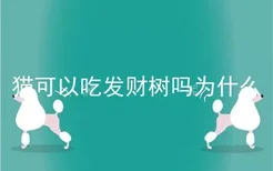 猫可以吃发财树吗为什么