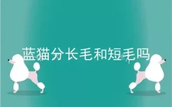 蓝猫分长毛和短毛吗