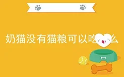 奶猫没有猫粮可以吃什么