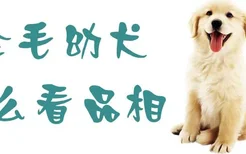 金毛幼犬怎么看品相