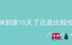 猫咪到家10天了还是比较怕我