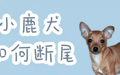 小鹿犬如何断尾