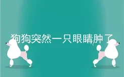 狗狗突然一只眼睛肿了