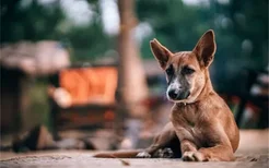 公犬绝育有哪些好处 这四大好处你知道吗