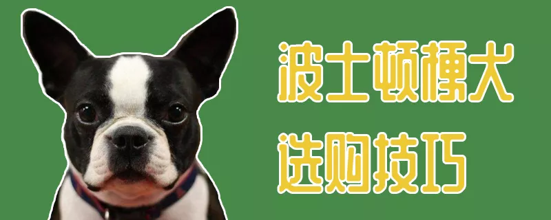 波士顿梗犬选购技巧