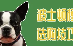 波士顿梗犬选购技巧