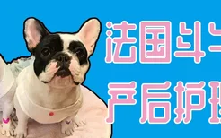 法国斗牛犬产后护理