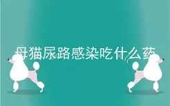 母猫尿路感染吃什么药