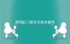 狗狗肛门腺发炎能自愈吗