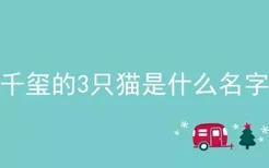 千玺的3只猫是什么名字