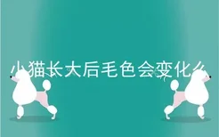 小猫长大后毛色会变化么