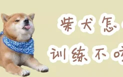 柴犬怎么训练不咬人