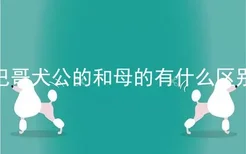 巴哥犬公的和母的有什么区别