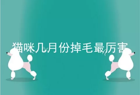 猫咪几月份掉毛最厉害