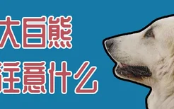 养大白熊犬注意什么