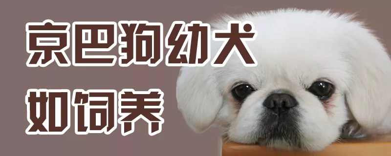 京巴狗幼犬如饲养