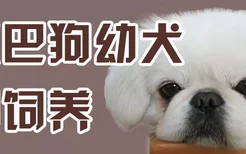 京巴狗幼犬如饲养