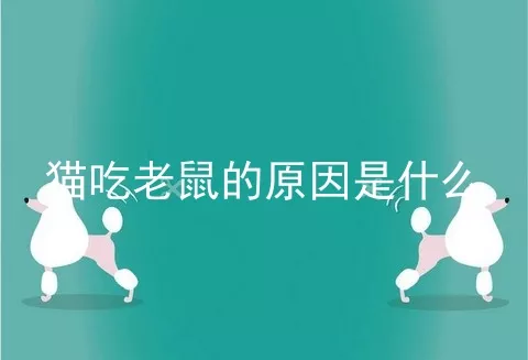 猫吃老鼠的原因是什么