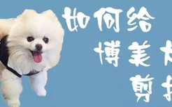 如何给博美犬剪指甲