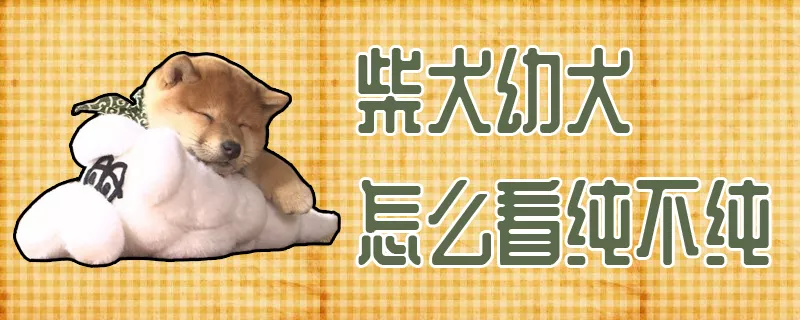 柴犬幼犬怎么看纯不纯