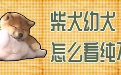 柴犬幼犬怎么看纯不纯