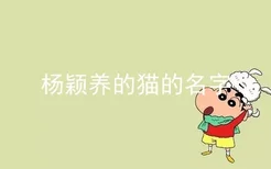 杨颖养的猫的名字