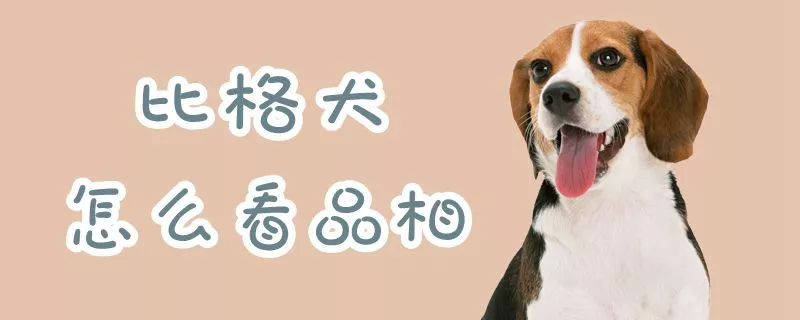 比格犬怎么看品相