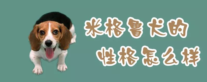 米格鲁犬的性格怎么样