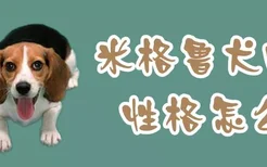 米格鲁犬的性格怎么样