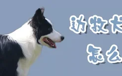 边牧犬怎么养