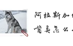 阿拉斯加幼犬嘴臭怎么办